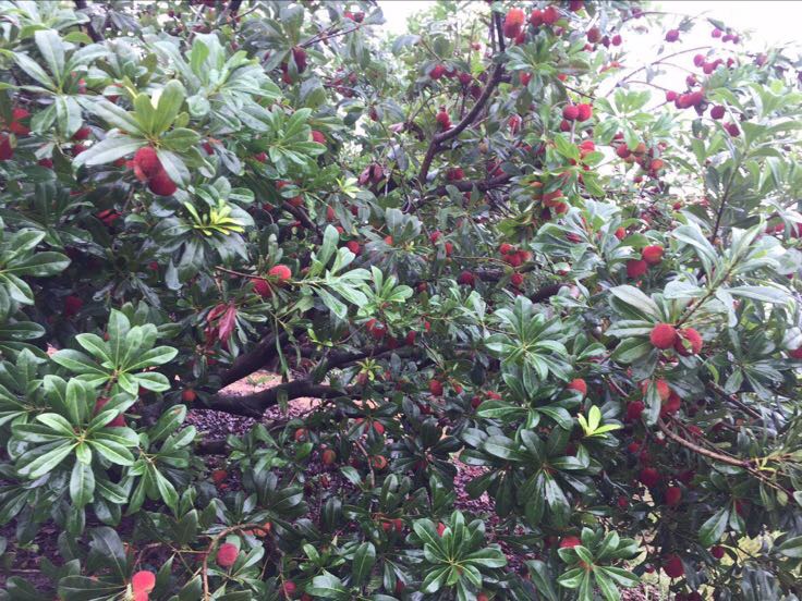 东魁杨梅果园采摘场景