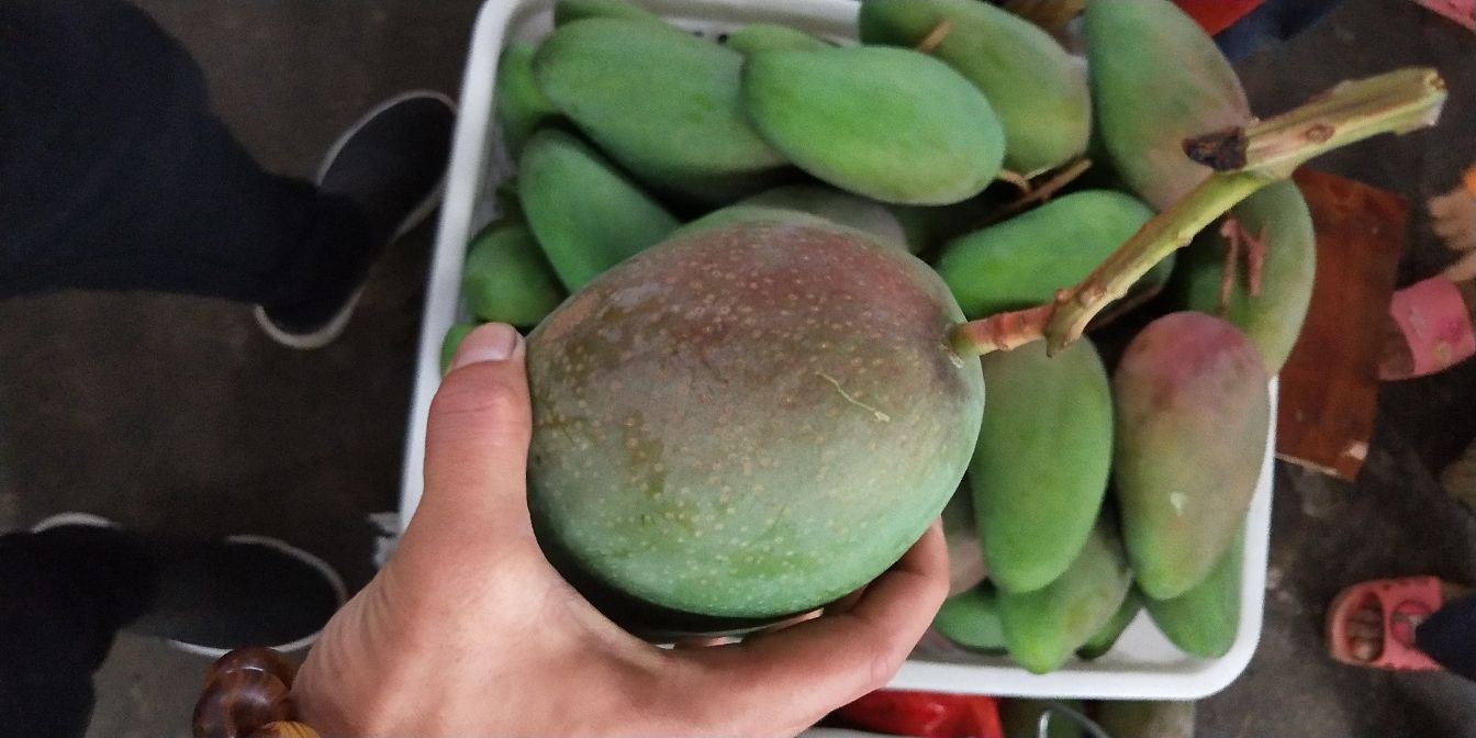 农户采摘大青芒场景