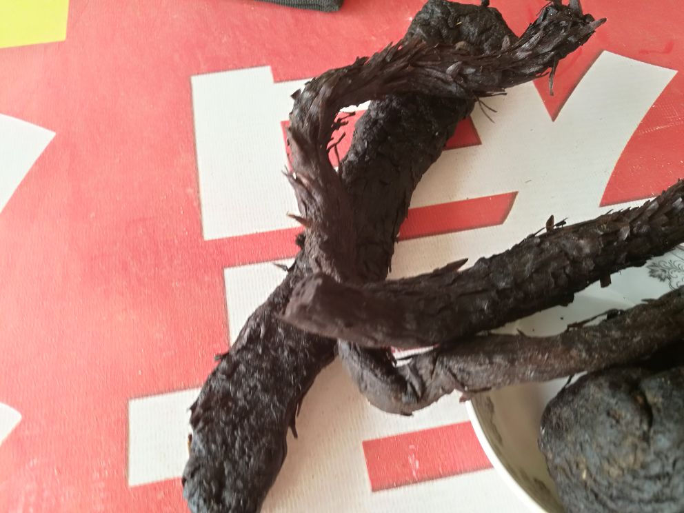 熟地黄与肉苁蓉饮片显微结构示意图