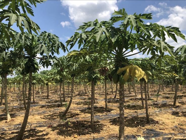 几位农民正在热带果园中用长杆采摘高处的山竹果实,一人扶梯爬树,另一人将果实放入竹筐,周围是整齐排列的山竹树林,天空晴朗,远处有青山轮廓 热带果园中山竹采摘场景