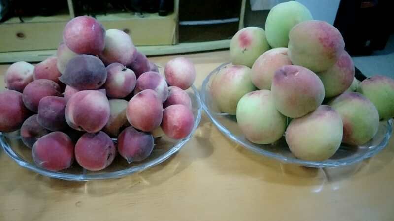 蜂糖李家庭食用场景图