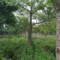 木棉18-20
