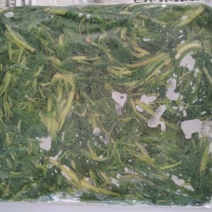 正品柳蒿芽长期有货价格美丽欢迎联系