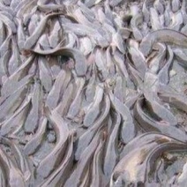 革胡子