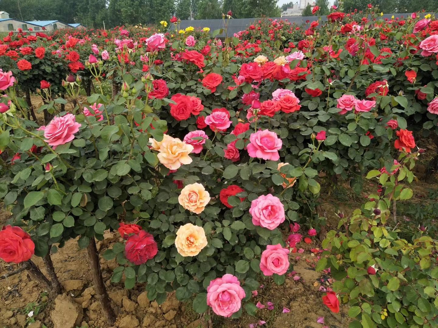 欧洲月季花园全景