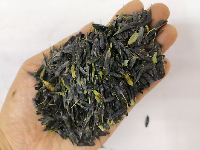 一位女性正在将棕色粉末(龙眼核研磨粉)用棉签涂抹于手腕内侧皮肤,旁边放置研钵和干燥龙眼核,桌上铺有中药布袋,展示家庭自制外用药的过程 桂圆核外敷使用示意图