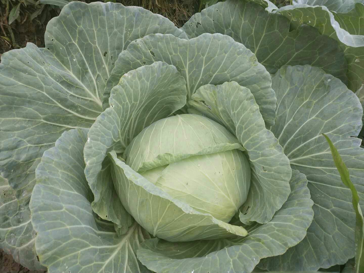 一颗新鲜的扁包菜,呈明显的扁圆形,外叶翠绿有光泽,内部叶片紧密包裹,整体结构坚实,放置在木质菜板上,背景为自然光下的厨房环境 扁包菜特写