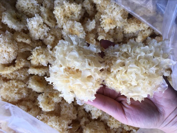 鲜银耳与干银耳的加工对比图