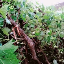 葡萄树葡萄树苖南方种植蓝宝石夏黑树苗大苗特大巨峰爬藤阳光