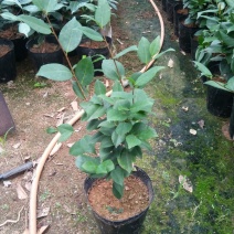 茶花苗高度40到50公分，