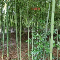竹子