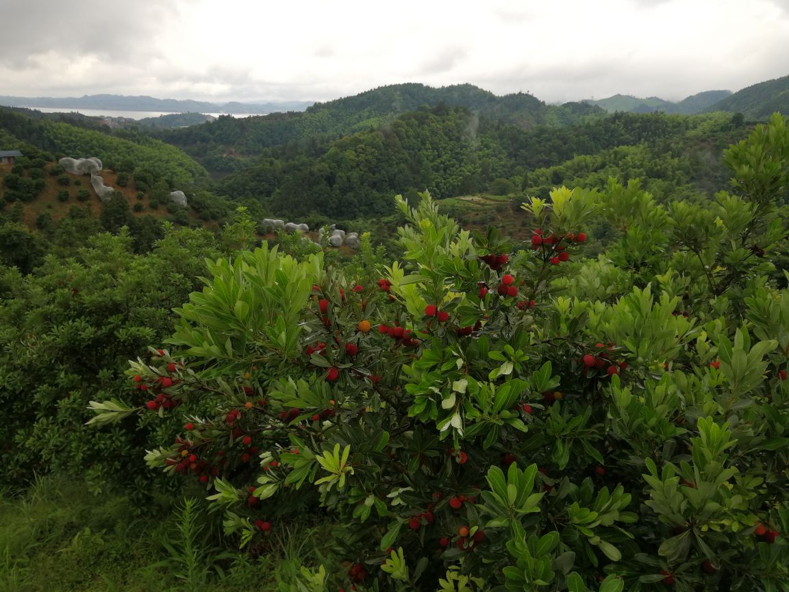 东魁杨梅种植园