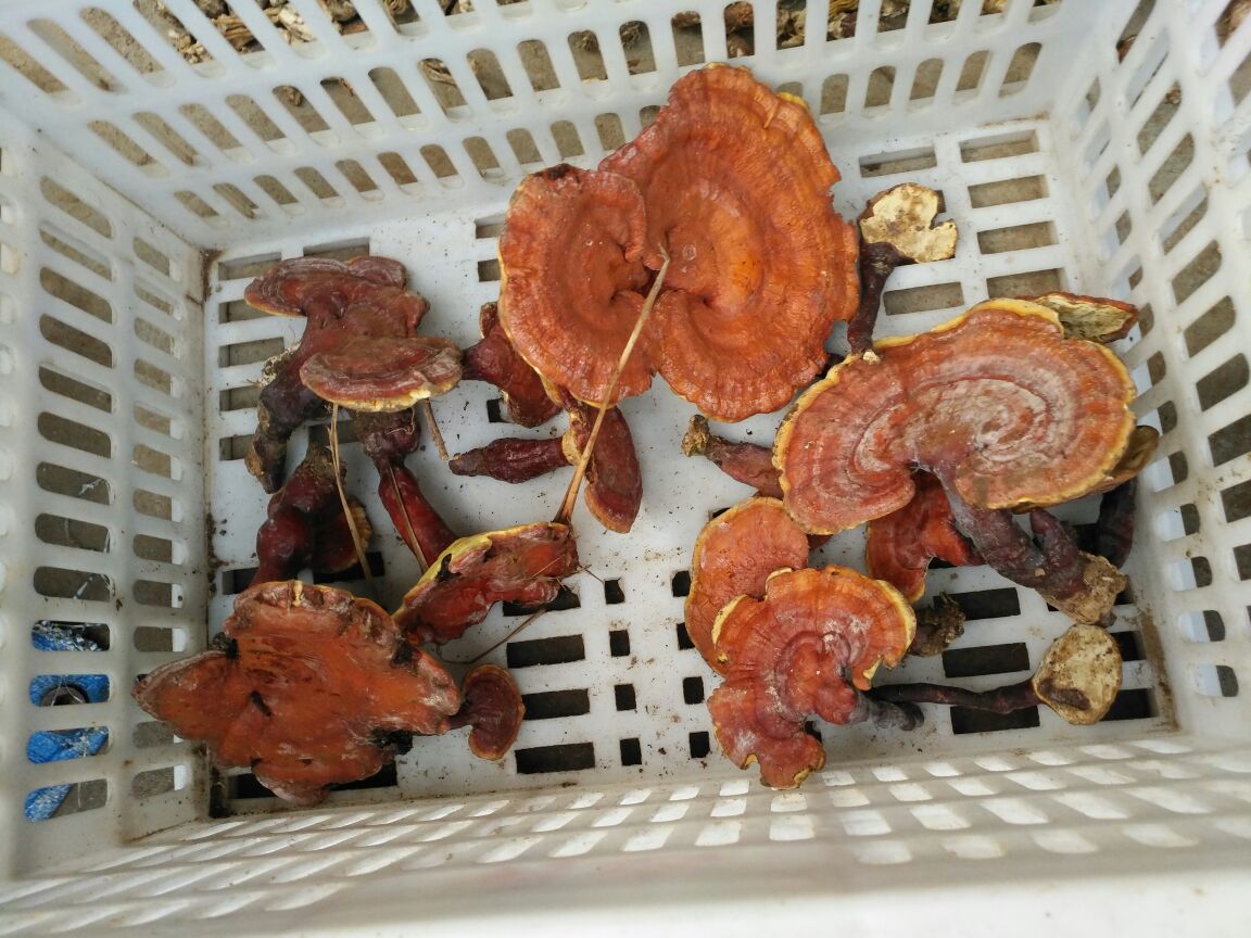 赤芝嫩芽标准化采收现场：专业采摘人员佩戴无菌手套，在洁净级菇房内手持光学测径仪测量菌柄直径（2.8–3.2mm为嫩芽黄金标准），背景可见温湿度智能监控屏显示24.5℃/88%RH