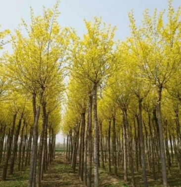 6公分高接金叶榆苗圃直发现挖现卖可提供种植技术