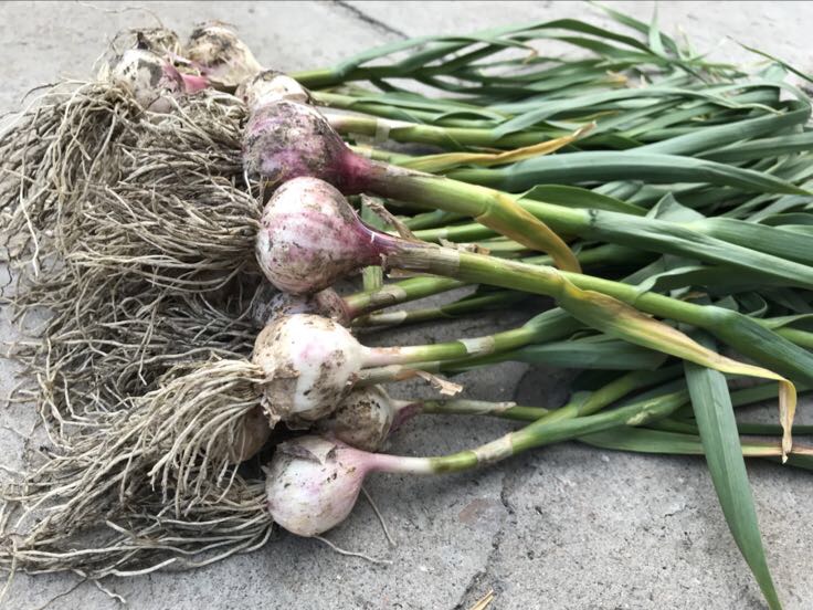 蒜苗标准化采收操作示范：农户戴手套持专业蒜苗收割刀，刀刃与地面呈5°角，精准切割假茎基部，切口平整无撕裂，身后为刚采收的整齐蒜苗捆