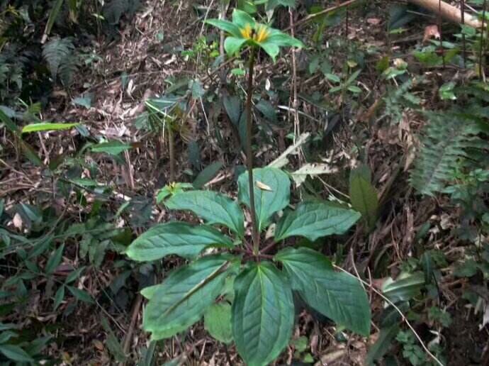 百合植物整体图