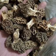 纯野生羊肚菌