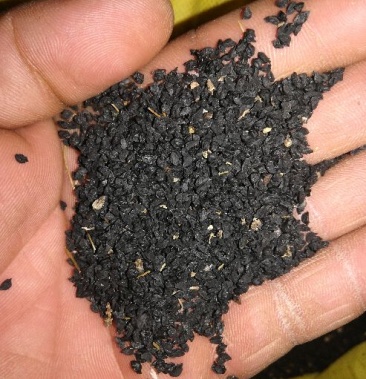 [葱籽批发]洋葱籽价格100.00元/斤 - 一亩田