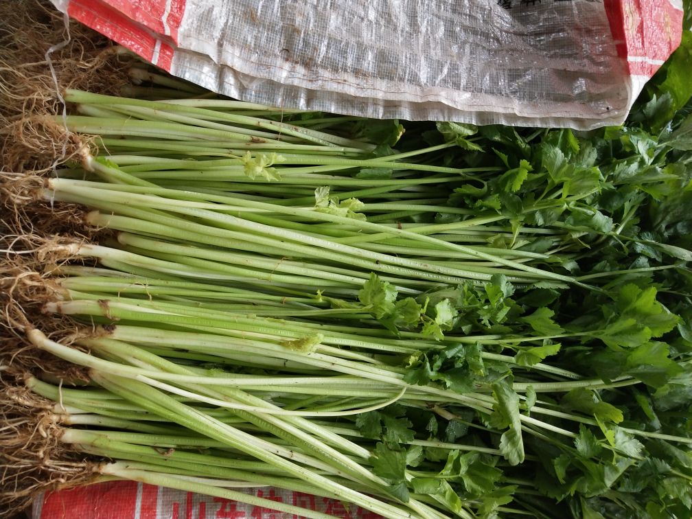 高清特写:新鲜红芯胡萝卜与西芹原料对比,重点展示芹菜茎秆外侧两条待刮除的粗纤维线,刀具操作角度清晰,体现专业预处理细节 胡萝卜与西芹并排摆放,胡萝卜表皮光洁橙红,西芹茎秆粗壮翠绿,旁置一把小削皮刀正刮芹菜茎外侧凸起纤维线