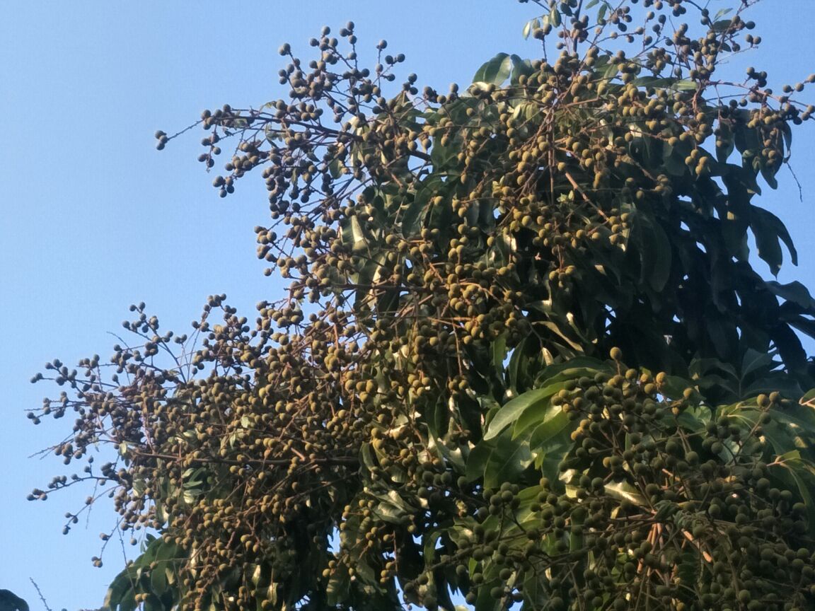 石硖龙眼果园实景图