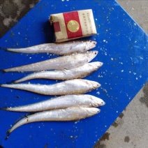 毛刀鱼冰鲜鱼