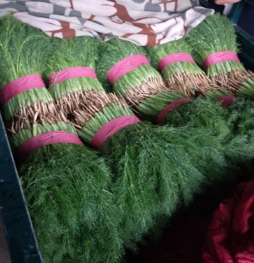 河北邯郸永年茴香产地直供质量保证25厘米左右