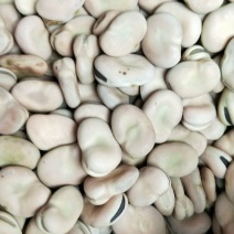 云南蚕豆用于豆瓣饲料豆，通货都有需要联系