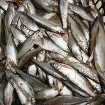 餐鲦鱼