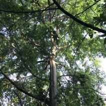 皂角树