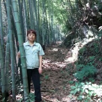 篙竹供应5.6.寸竹子