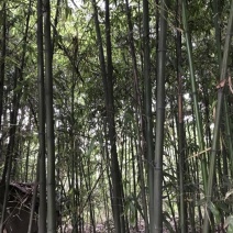 竹子7~8m