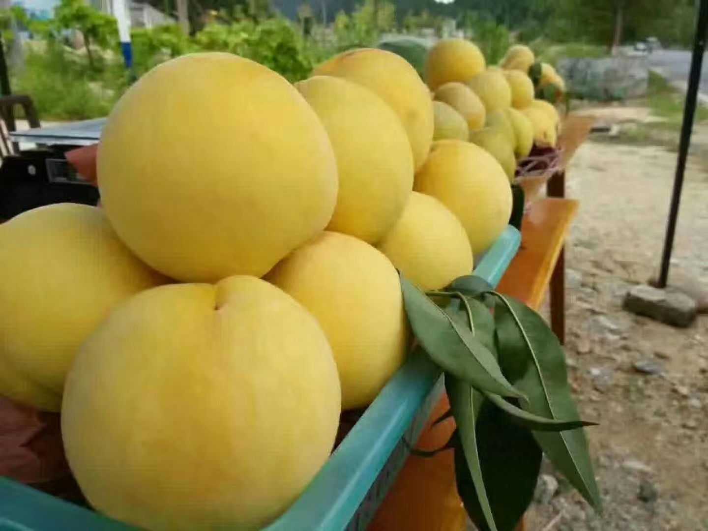 炎陵黄桃市场销售现场