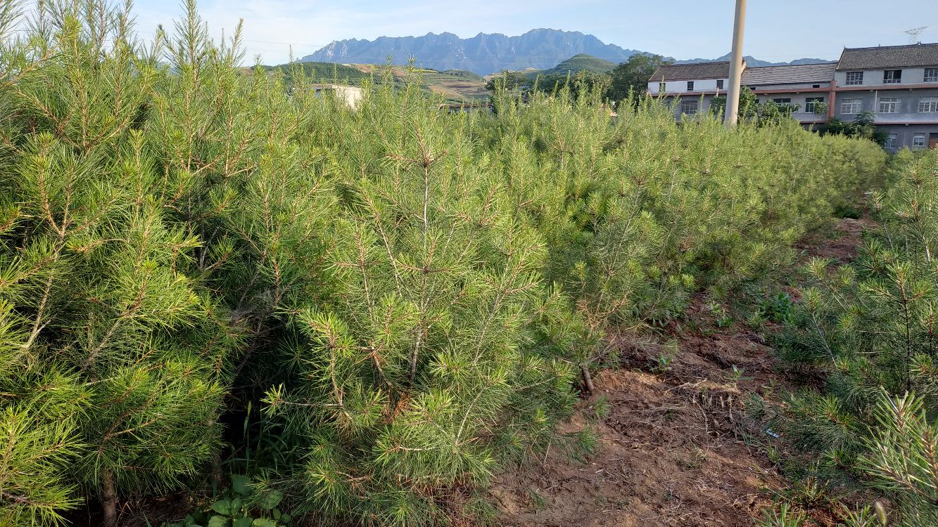 一群游客在导游的带领下观赏一株千年白皮松,认真聆听讲解,背景为古树和青山 游客观赏千年白皮松