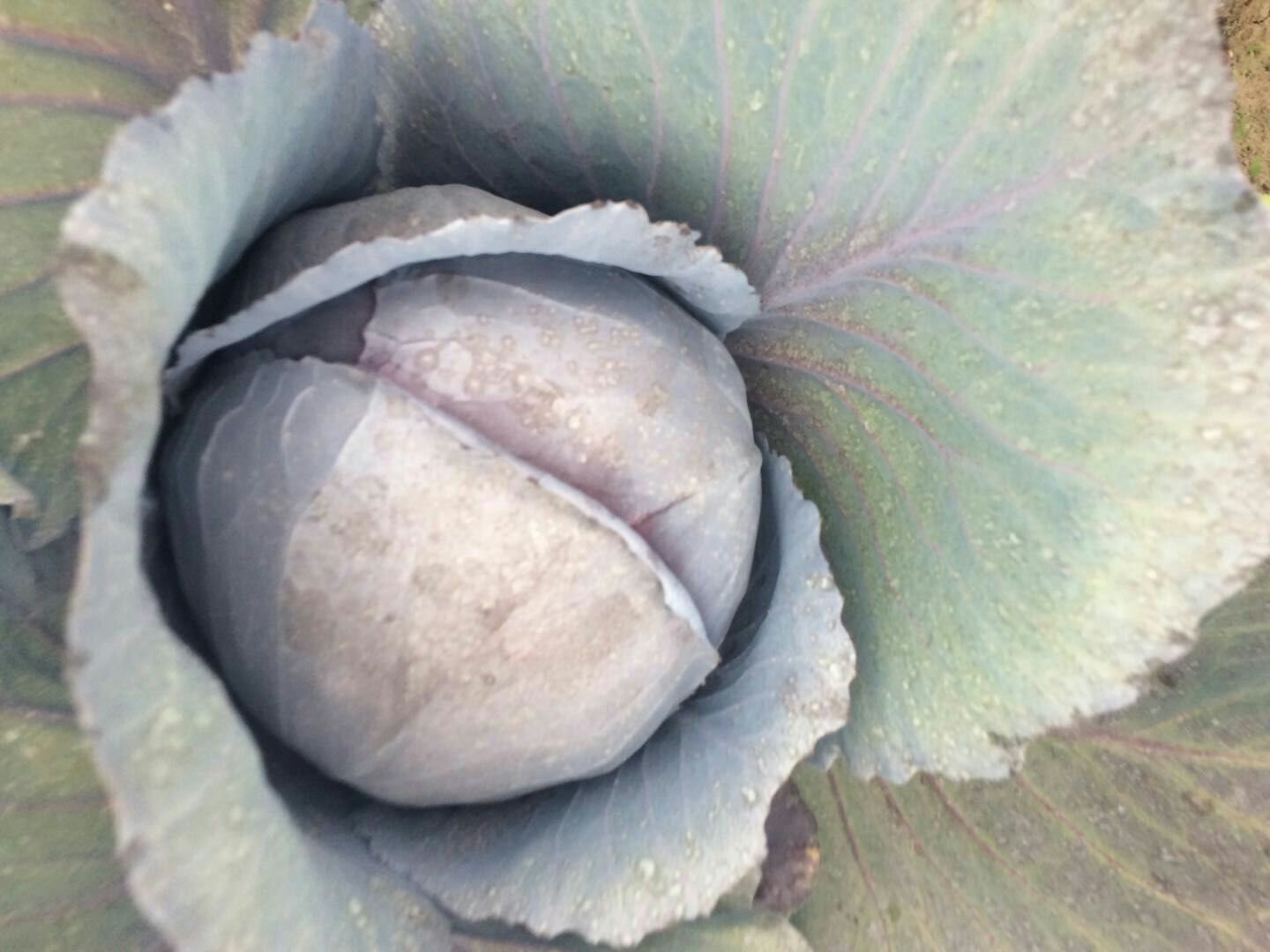 一颗完整的紫甘蓝,外层叶片呈深紫红色,质地紧实有光泽,背景为田园菜地,阳光柔和,展现新鲜采摘的自然状态 紫甘蓝特写