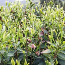 仙居恩施！富硒绿茶！分享我的生活！