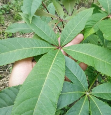 [梭罗果批发]梭罗果树苗价格6.00元/棵 - 一亩田