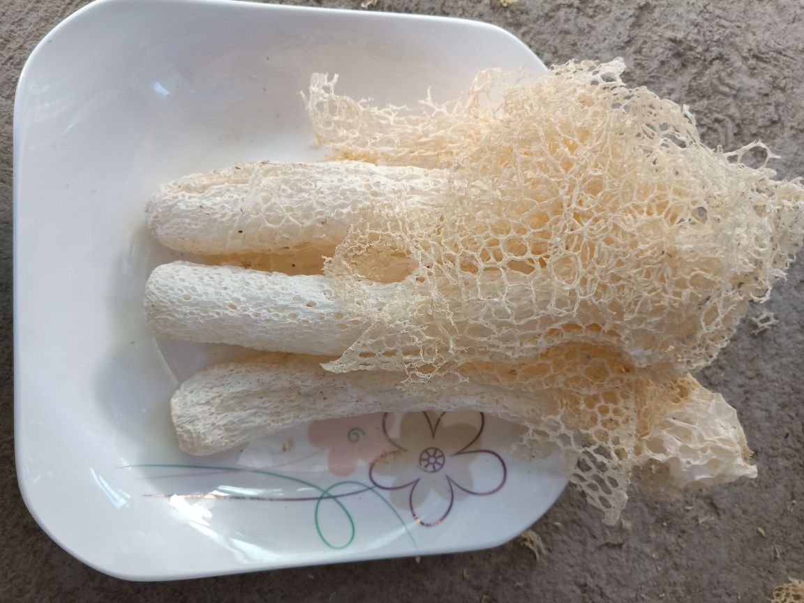 长裙竹荪的形态特写
