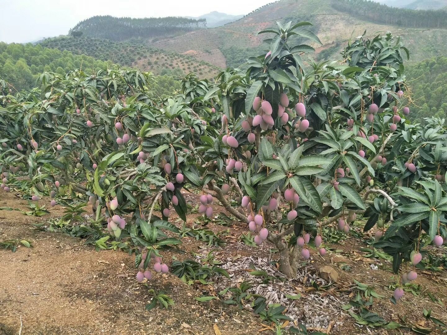 无人机航拍视角下的越南前江省大青芒果园,成片的青芒树整齐排列,枝叶繁茂,果实累累,绿色果园延伸至地平线,远处可见灌溉沟渠与农用道路网络 越南大青芒果园航拍全景