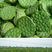 莲蓬荷花1