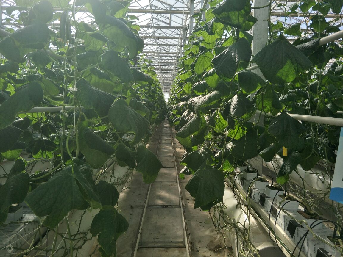 一株健康的黄瓜小荷兰植株,生长在现代化温室中,叶片宽大深绿,藤蔓缠绕支架向上生长,主蔓上挂着多个翠绿色、表面光滑的小黄瓜,光线柔和,背景为透明玻璃温室结构 黄瓜小荷兰植株特写