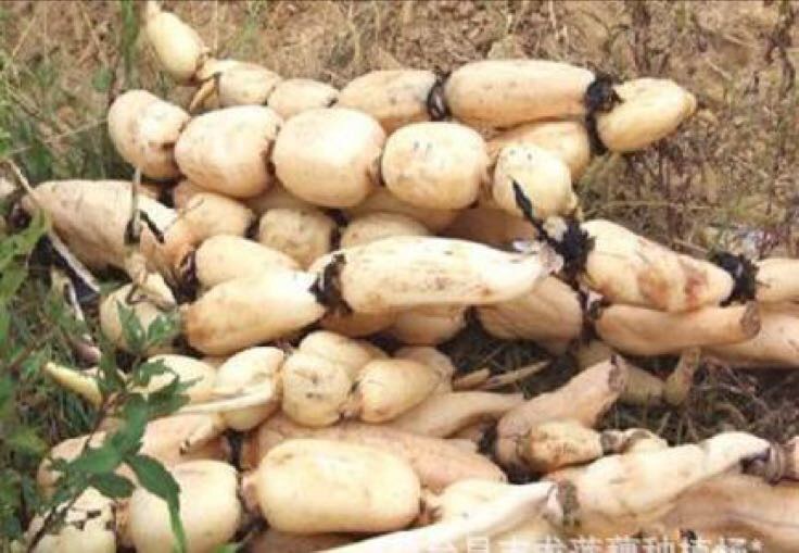 糖莲藕原材料展示