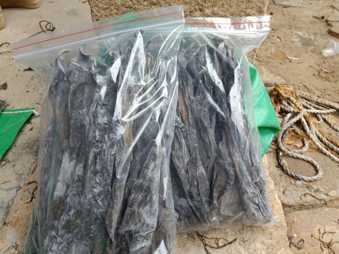 海带养殖场景，展示悬挂式养殖方法