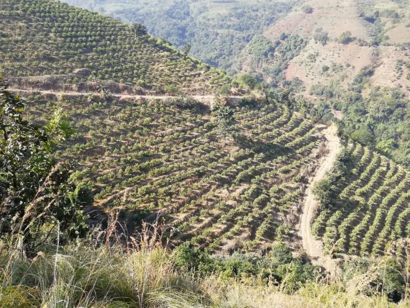 甜橙园地选址与整地场景