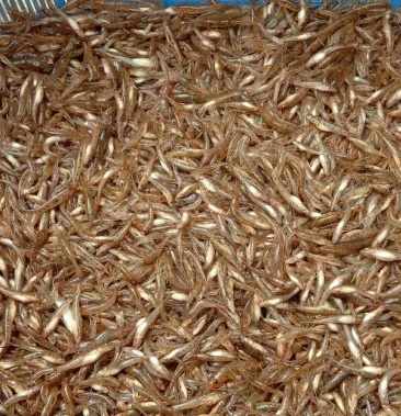 [山根鱼批发]山根鱼价格13.00元/斤 - 一亩田