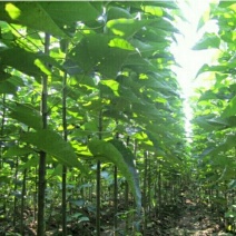 长年大量供应楸树梓树