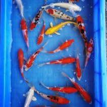 日本锦鲤批发零售15-20cm