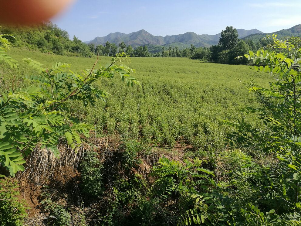 白术植物生长图