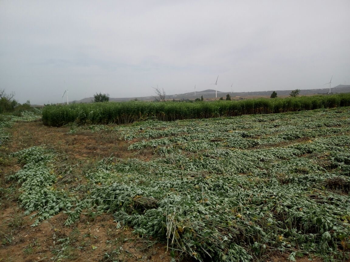 田野中的艾草与花椒树生长实景