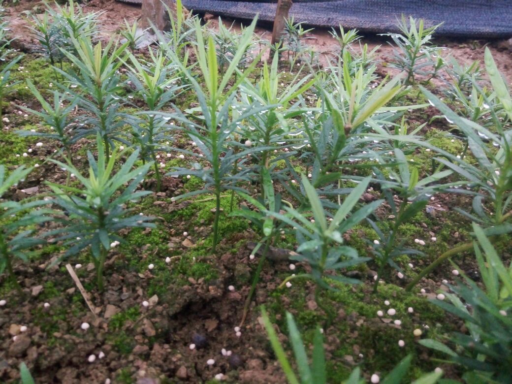 显微示意图:白色菌丝网络紧密包裹松树幼根,形成典型外生菌根结构;背景可见松针覆盖的酸性腐殖土层,土壤pH值介于4.5–5.5之间,无其他大型植被干扰 松茸与松树根系共生结构示意图