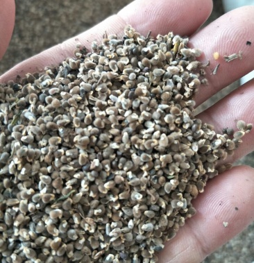 [远志种子批发]远志种子价格80.00元/斤 - 一亩田